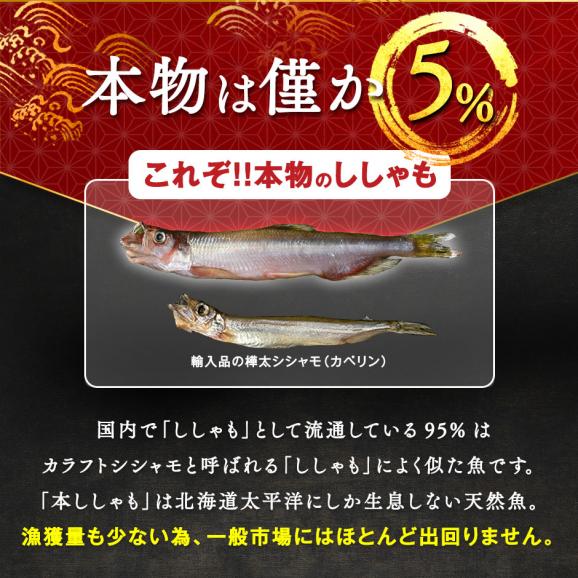【肉厚・濃厚】北海道産 本ししゃも オス 40尾入り【送料無料】03