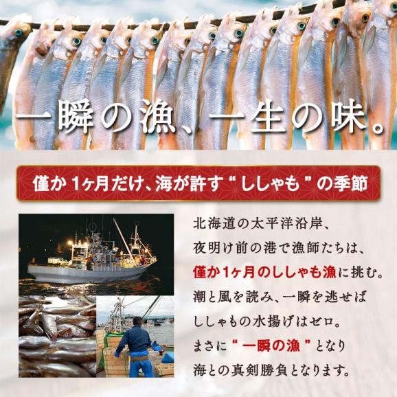 【肉厚・濃厚】北海道産 本ししゃも オス 40尾入り【送料無料】04