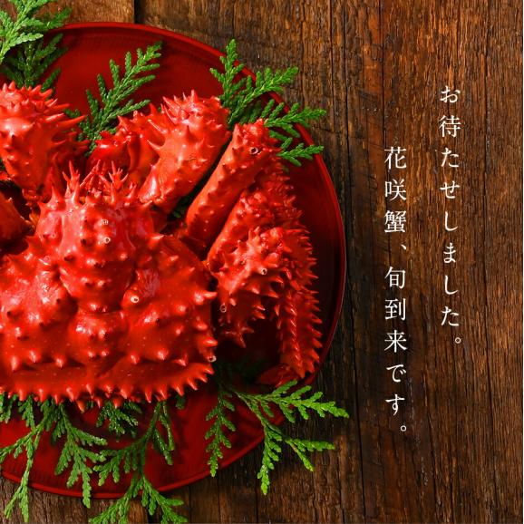 北海道 根室産 花咲ガニ(姿) 550g前後×2【送料無料】02