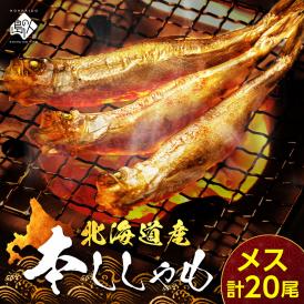 【肉厚・濃厚】北海道産本ししゃも メス 20尾（10尾×2）【送料無料】