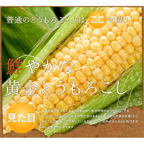 北海道 富良野産 とうもろこし　わくわくコーン　2Lサイズ&times;8本【送料無料】04