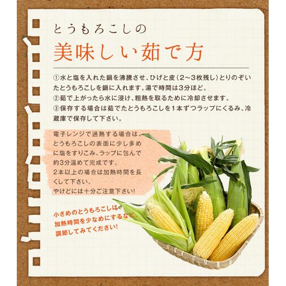 北海道 富良野産 とうもろこし　わくわくコーン　2Lサイズ&times;8本【送料無料】06