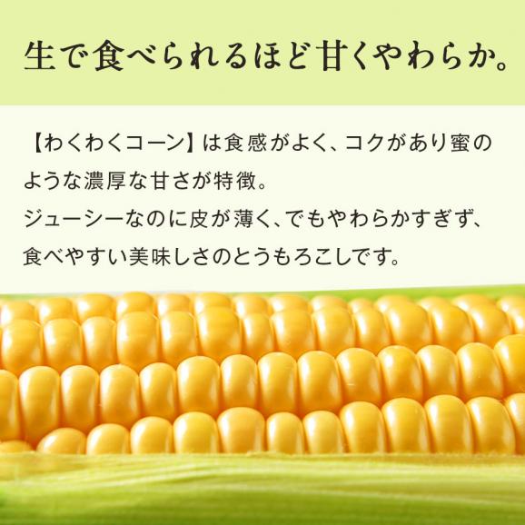 北海道 富良野産 とうもろこし　わくわくコーン　2Lサイズ&times;16本【送料無料】03