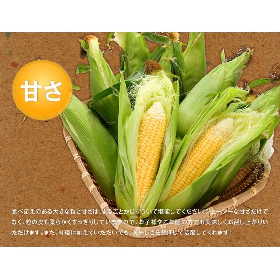 北海道 富良野産 とうもろこし　わくわくコーン　2Lサイズ&times;16本【送料無料】05