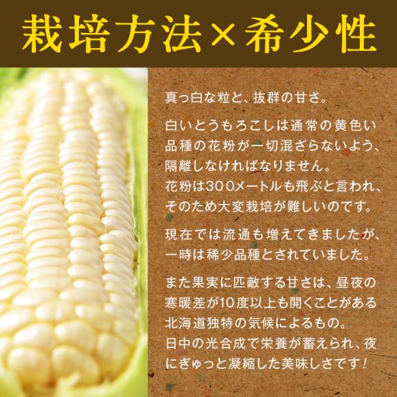 北海道 富良野産 とうもろこし　ホワイトショコラ　2Lサイズ&times;8本【送料無料】05