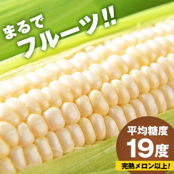 北海道 富良野産 とうもろこし　ホワイトショコラ　2Lサイズ&times;16本【送料無料】02