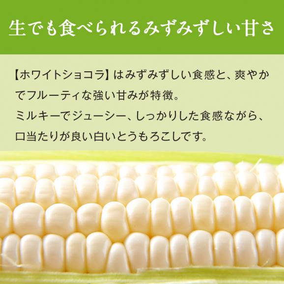 北海道 富良野産 とうもろこし　ホワイトショコラ　2Lサイズ&times;16本【送料無料】03