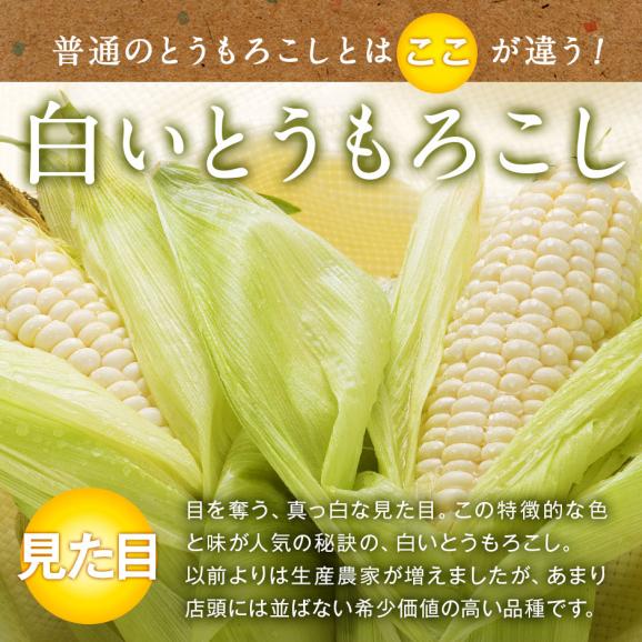 北海道 富良野産 とうもろこし　ホワイトショコラ　2Lサイズ&times;16本【送料無料】04