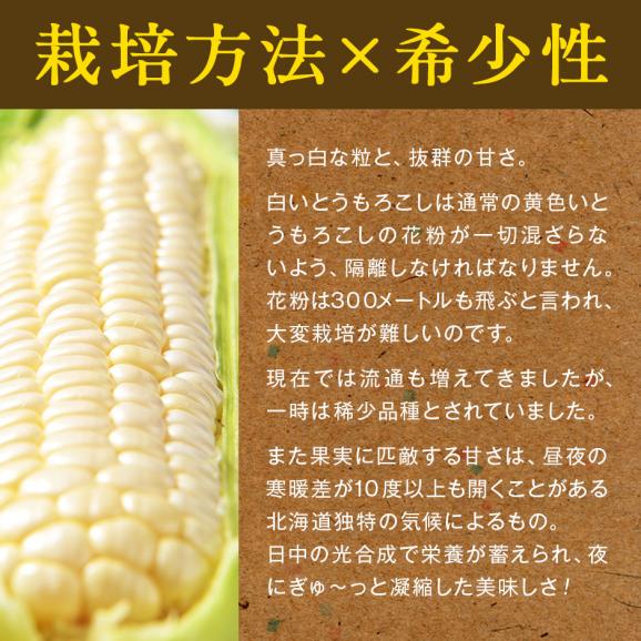 北海道 富良野産 とうもろこし　ホワイトショコラ　2Lサイズ&times;16本【送料無料】05
