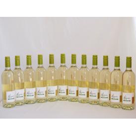 12本セット(チリ白ワイン アルパカソーヴィニヨン・ブラン(チリ)) 750ml×12本