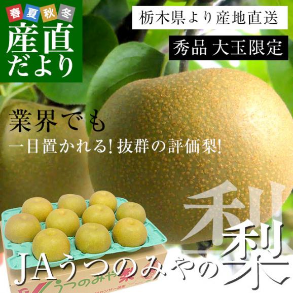栃木県より産地直送 JAうつのみやの梨 大玉限定 （あきづき）4Lサイズ以上 秀品 約5キロ (7玉から12玉) 送料無料02
