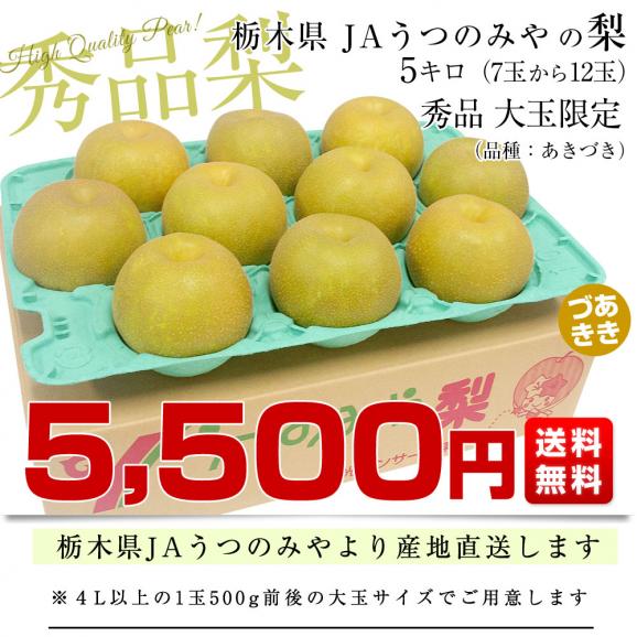 栃木県より産地直送 JAうつのみやの梨 大玉限定 （あきづき）4Lサイズ以上 秀品 約5キロ (7玉から12玉) 送料無料03