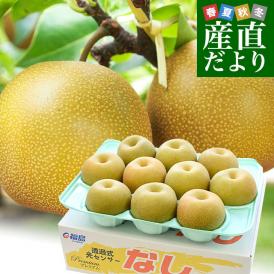 福島県より産地直送 JAふくしま未来の梨 （あきづき）約3キロ（6玉から10玉） 送料無料 なし 梨 ナシ