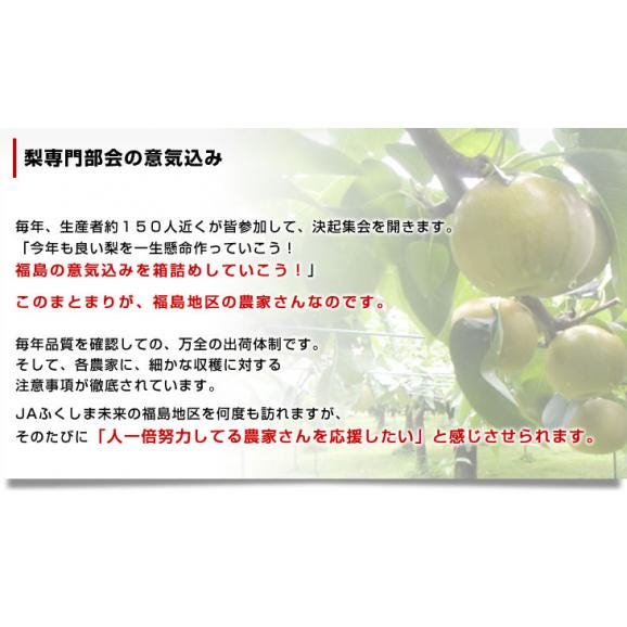 福島県より産地直送 JAふくしま未来の梨 （あきづき）約3キロ（6玉から10玉） 送料無料 なし 梨 ナシ06