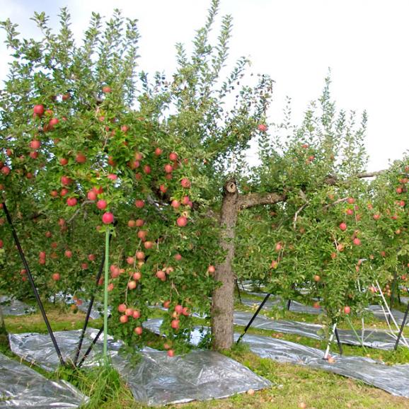 福島県より産地直送 JAふくしま未来「サンふじりんご」秀品 約2.8キロ(8玉から10玉) 送料無料 林檎 リンゴ04