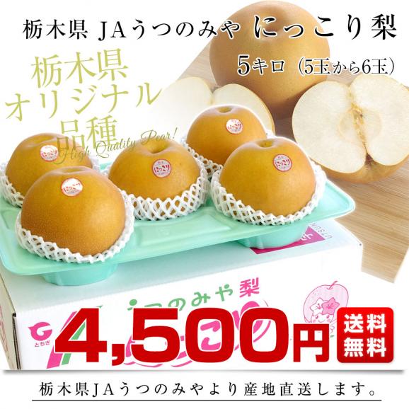 栃木県より産地直送 JAうつのみや 栃木県オリジナル品種 にっこり梨 5キロ (5玉から6玉) 送料無料 山口果樹園・島田梨園他 なし 梨 ナシ03