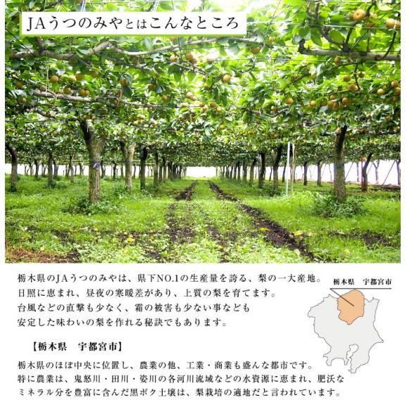 栃木県より産地直送 JAうつのみや 栃木県オリジナル品種 にっこり梨 5キロ (5玉から6玉) 送料無料 山口果樹園・島田梨園他 なし 梨 ナシ05