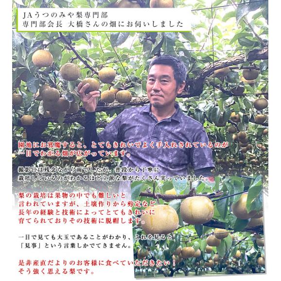 栃木県より産地直送 JAうつのみや 栃木県オリジナル品種 にっこり梨 5キロ (5玉から6玉) 送料無料 山口果樹園・島田梨園他 なし 梨 ナシ06