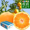 愛媛県より産地直送 JAえひめ中央 はれひめ LからMサイズ 約5キロ(35玉から50玉前後)　送料無料 オレンジ　柑橘類　みかん