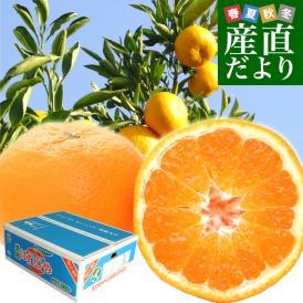 これはみかん?オレンジ?それは、剥きやすく食べやすく理想的なオレンジです。