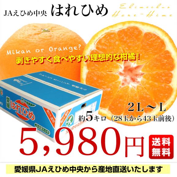 愛媛県より産地直送 JAえひめ中央 はれひめ 2LからLサイズ 約5キロ(28玉から43玉前後)　送料無料 オレンジ　柑橘類　みかん03