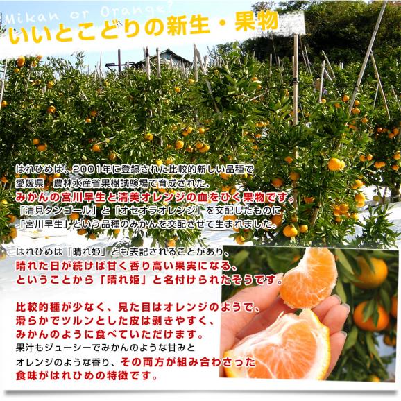 愛媛県より産地直送 JAえひめ中央 はれひめ LからMサイズ 約5キロ(35玉から50玉前後)　送料無料 オレンジ　柑橘類　みかん04