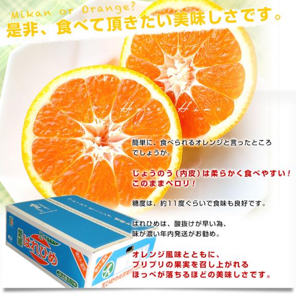 愛媛県より産地直送 JAえひめ中央 はれひめ LからMサイズ 約5キロ(35玉から50玉前後)　送料無料 オレンジ　柑橘類　みかん05