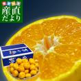 送料無料 熊本県より産地直送 JA熊本市 夢未来プレミアムみかん 夢の恵 LからSサイズ 5キロ(40玉から60玉) 