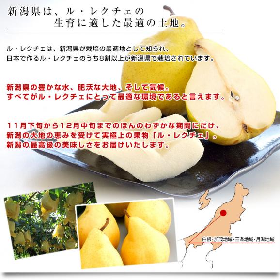 新潟県産  ル レクチェ 秀品 2キロ(4玉から7玉) 洋ナシ 洋梨 ル・レクチェ 冬ギフト 送料無料 お歳暮 ギフト05