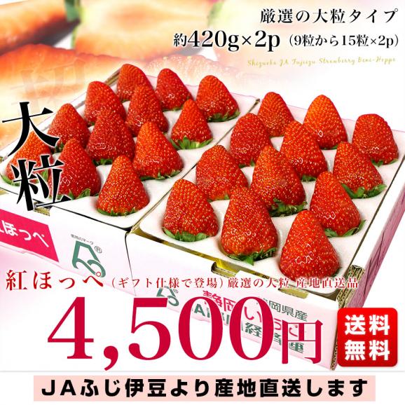 静岡県より産地直送 JAふじ伊豆 紅ほっぺ 大粒約420g&times;2p　(9粒から15粒入り&times;2P）送料無料 いちご イチゴ 苺 03