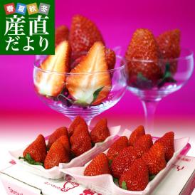  静岡県より産地直送 JA伊豆の国 紅ほっぺ DX 約560g (280g×2P) 送料無料 いちご イチゴ 苺
