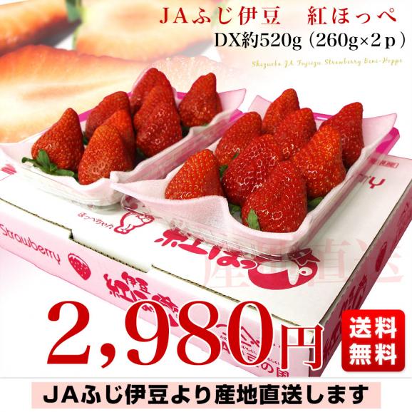 静岡県より産地直送JAふじ伊豆 紅ほっぺ DX 約520g (260g&times;2P) 送料無料 いちご イチゴ 苺 03