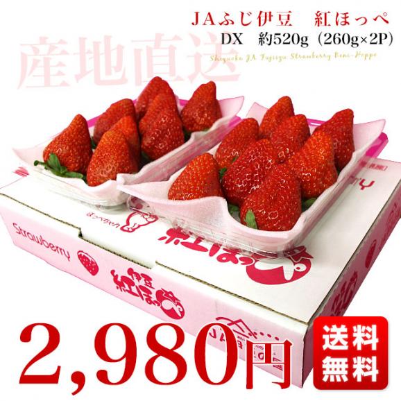 静岡県より産地直送JAふじ伊豆 紅ほっぺ DX 約520g (260g×2P) 送料無料 いちご イチゴ 苺03