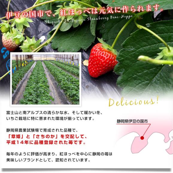 静岡県より産地直送JAふじ伊豆 紅ほっぺ DX 約560g (280g×2P) 送料無料 いちご イチゴ 苺05