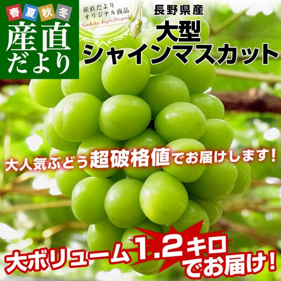 長野県産 大房シャインマスカット 秀品 1.2キロ(大房2房)送料無料 ぶどう ブドウ 種なしぶどう クール便発送02