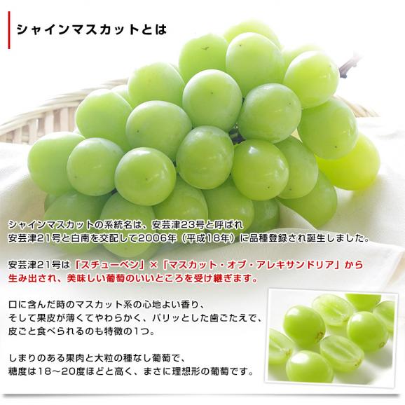山梨県産 JAふえふき 大型シャインマスカット 青秀品 1.2キロ（2房