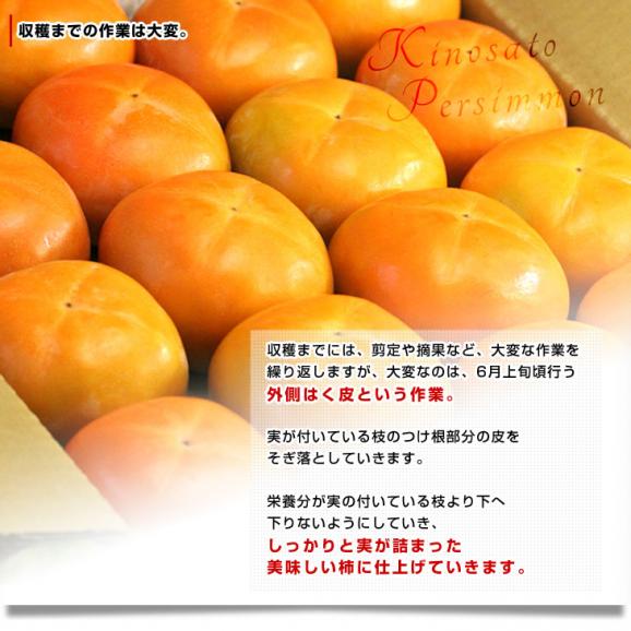 和歌山県より産地直送 JA紀の里 紀ノ川柿「黒あま」 2キロ(8玉から10玉) 送料無料 カキ かき 柿05