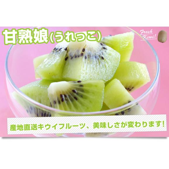 福岡県より産地直送 JAふくおか八女 キウイフルーツ 甘熟娘（うれっこ） 大玉Ｌサイズ １５玉入り化粧箱 送料無料 きうい06