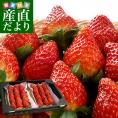 栃木県より産地直送 JAかみつが 本場の栃乙女 SD 320g×２P (12粒から15粒×2P) いちご イチゴ 苺 送料無料