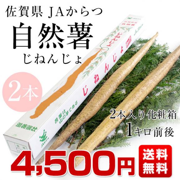 佐賀県より産地直送 JAからつ 自然薯 2本入 約1キロ 送料無料 化粧箱 じねんじょ 山芋 やまいも03