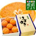 佐賀県産JAからつ はまさき 秀品 LからSサイズ 約2.5キロ (12から18玉前後) 送料無料 唐津 浜崎