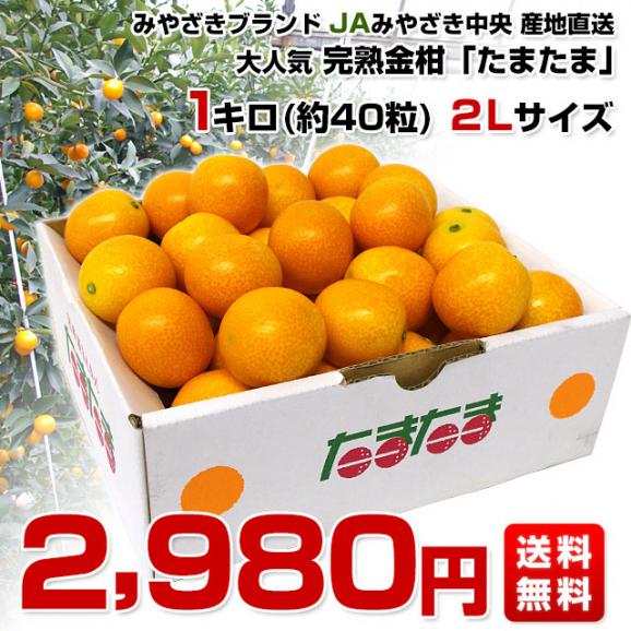 宮崎県から産地直送 JA宮崎中央 たまたま 2Lサイズ 1キロ (約40玉) 送料無料 きんかん 金柑 完熟きんかん03