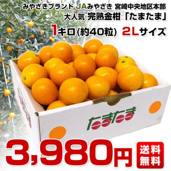 宮崎県から産地直送 JAみやざき宮崎中央地区本部 たまたま 2Lサイズ 1キロ （約40玉） 送料無料 きんかん 金柑 完熟きんかん　from九州03