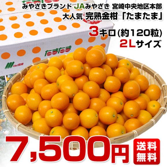 宮崎県から産地直送 JAみやざき宮崎中央地区本部 たまたま 2Lサイズ 3キロ （約120玉） 送料無料 きんかん 金柑 完熟きんかん from九州03