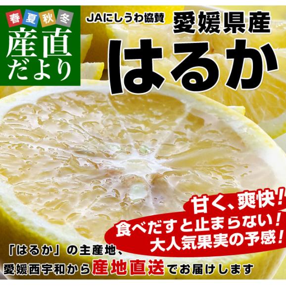 愛媛県より産地直送 JAにしうわ はるか 2LからMサイズ 5キロ (20玉から34玉前後) 送料無料 柑橘 オレンジ ハルカ 西宇和 八幡浜02