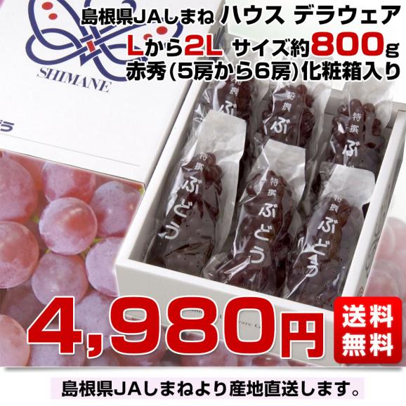 島根県より産地直送 JAしまね ハウスデラウェア 赤秀 Lから2Lサイズ 800g (5房から6房) 化粧箱入り ぶどう 葡萄 ブドウ 送料無料03
