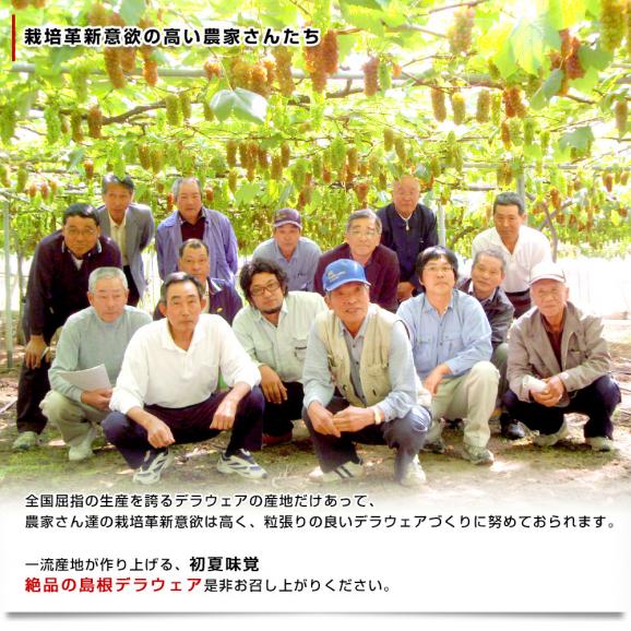 島根県より産地直送 JAしまね ハウスデラウェア 赤秀 Lから2Lサイズ 800g (5房から6房) 化粧箱入り ぶどう 葡萄 ブドウ 送料無料05