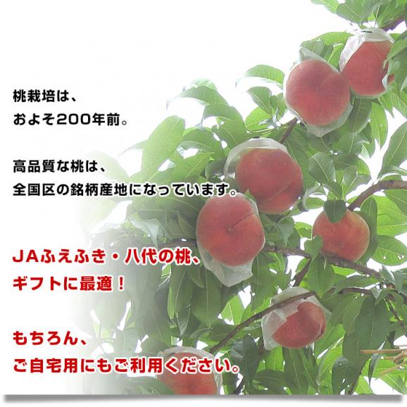 山梨県より産地直送 JAふえふき八代支所 八代の特秀桃 一桃匠 (いっとうしょう) 約1.5キロ (5玉から6玉) 送料無料 もも モモ ギフト 夏ギフト お中元 御中元 笛吹06