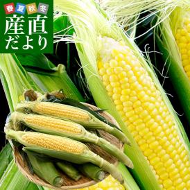 山梨県より産地直送 JAふえふき 豊富支所 とうもろこし (ゴールドラッシュ) 2Lサイズ 約2.5キロ (6本入り) 送料無料 ※クール便