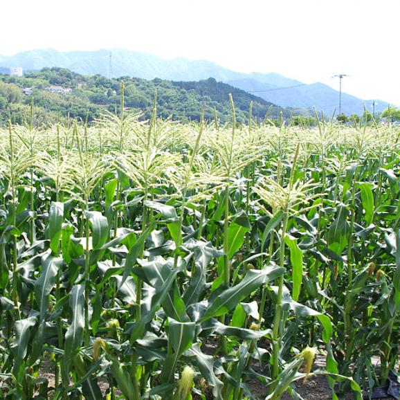 山梨県より産地直送 JAふえふき 豊富支所 とうもろこし (ゴールドラッシュ) 2Lサイズ 約2.5キロ (6本入り) 送料無料 ※クール便04